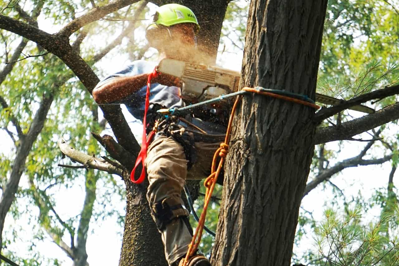 tala de árboles y palmeras en Alicante