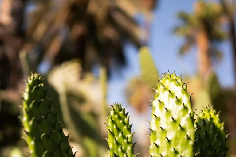 jardín seco