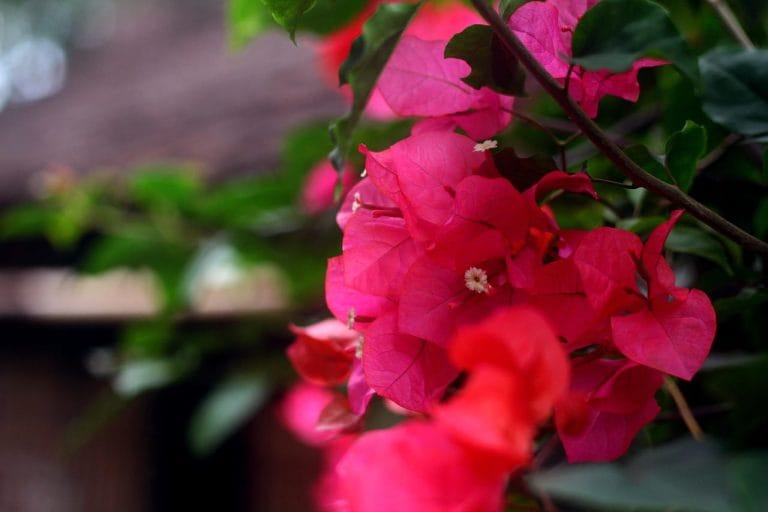 cómo podar buganvilla y cuándo hacerlo