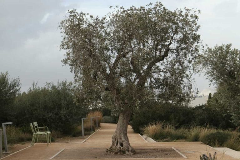 cómo decorar un olivo en un jardín