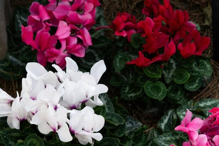 cuidados del ciclamen