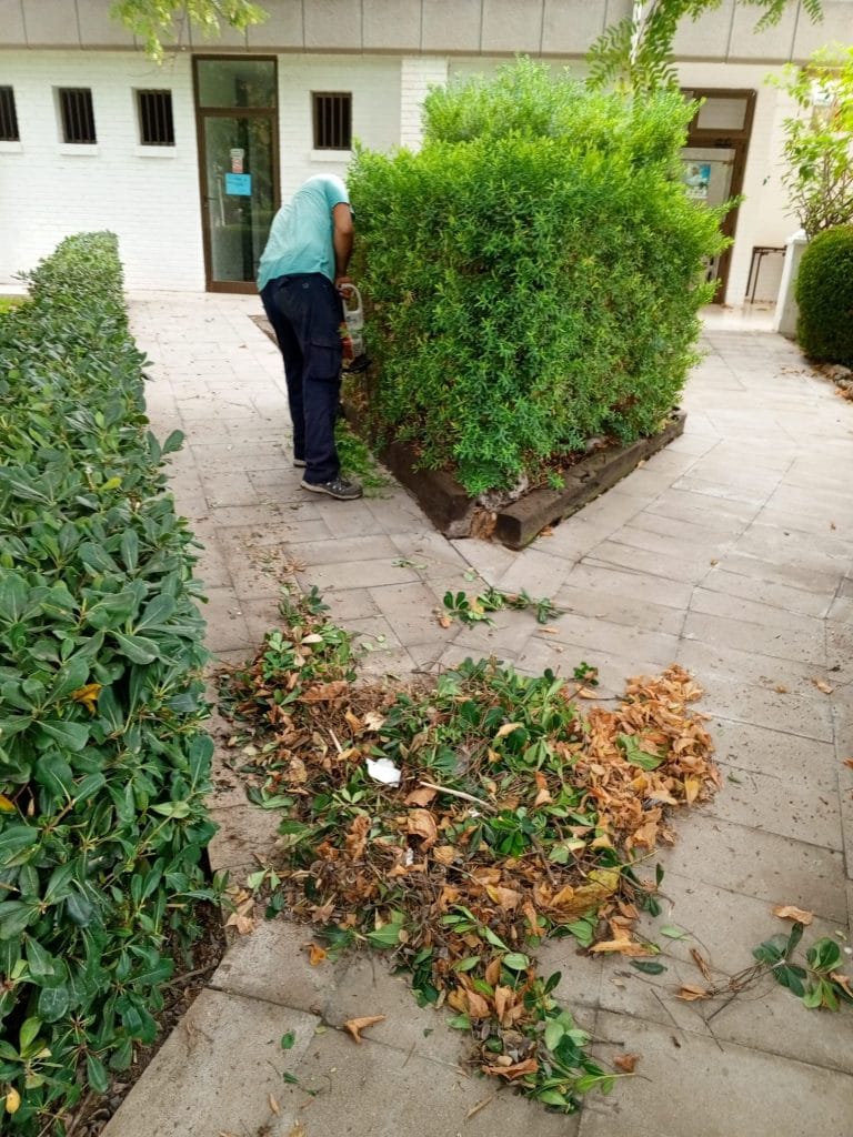 desbroce y limpieza en Alicante