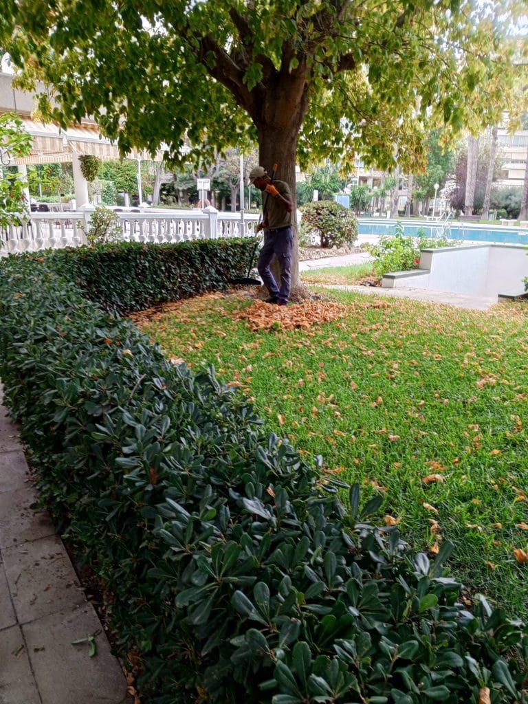 desbroce y limpieza en Alicante