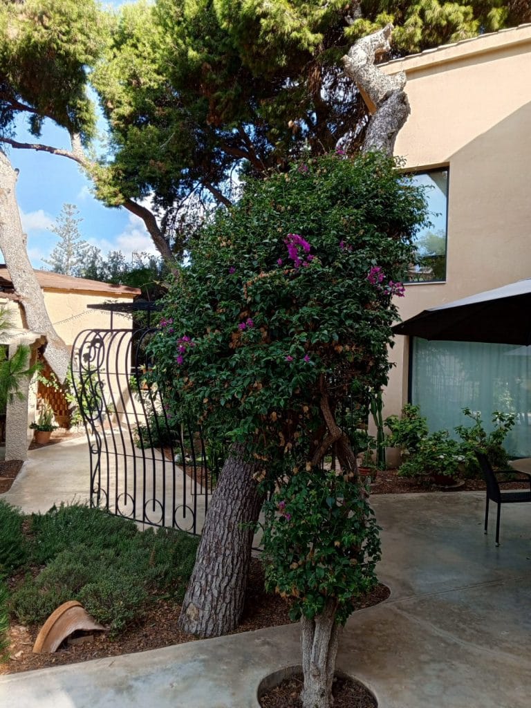diseño de jardines en Alicante