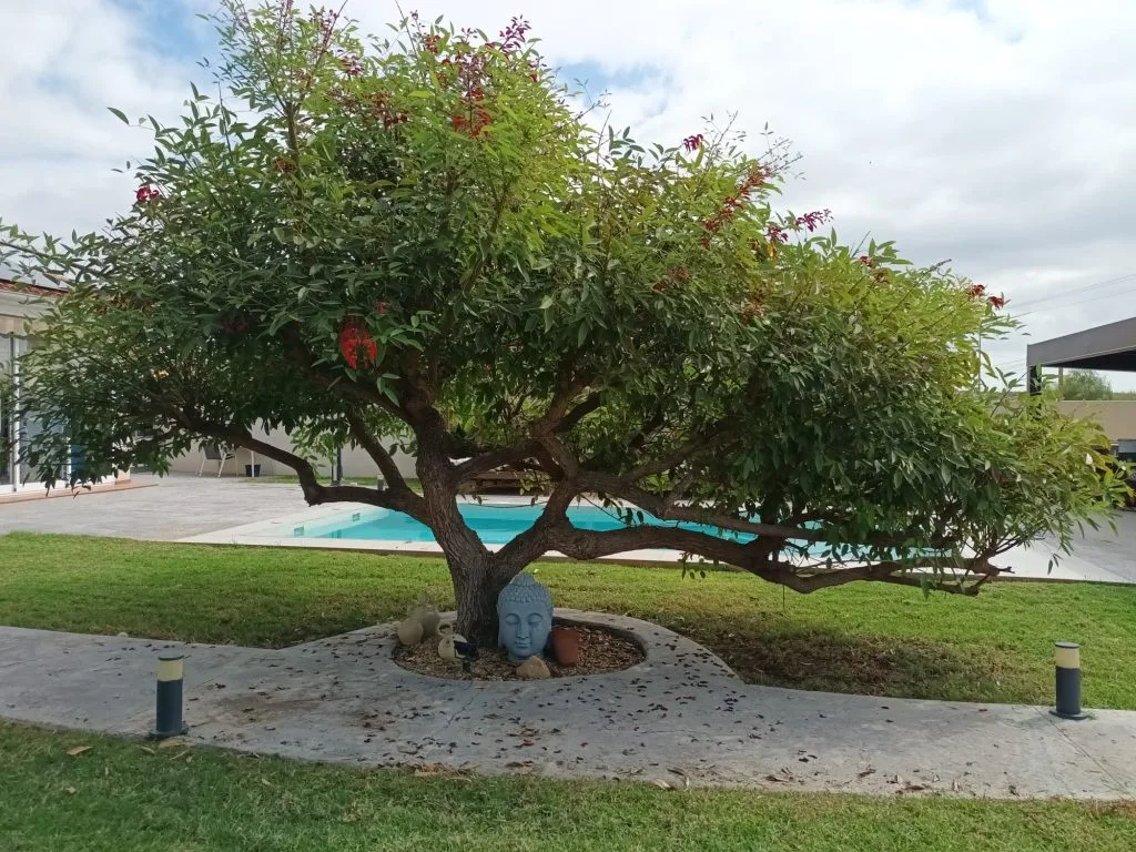 diseño de jardines con piscina en Alicante