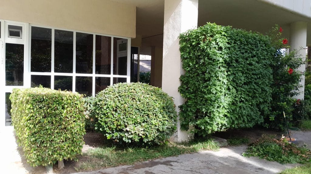 fumigación y control de plagas en Alicante