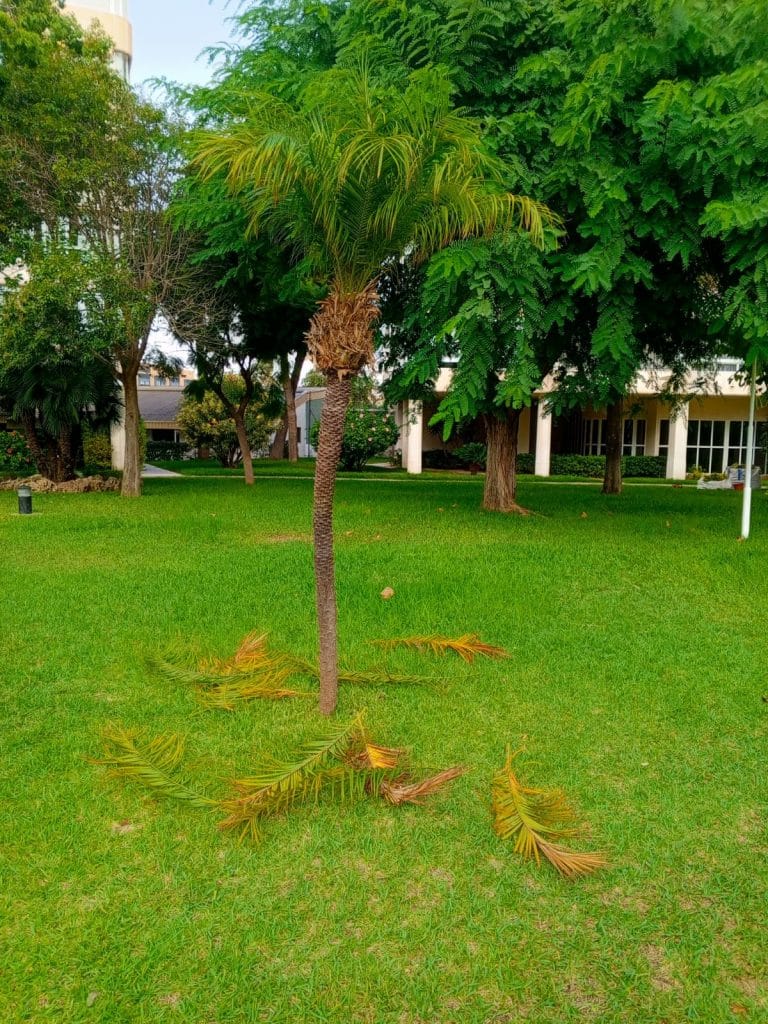 instalación de riego en Alicante