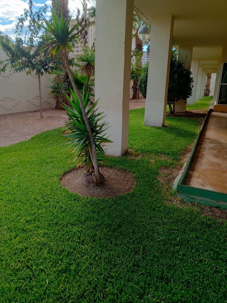mantenimiento de jardines en Alicante