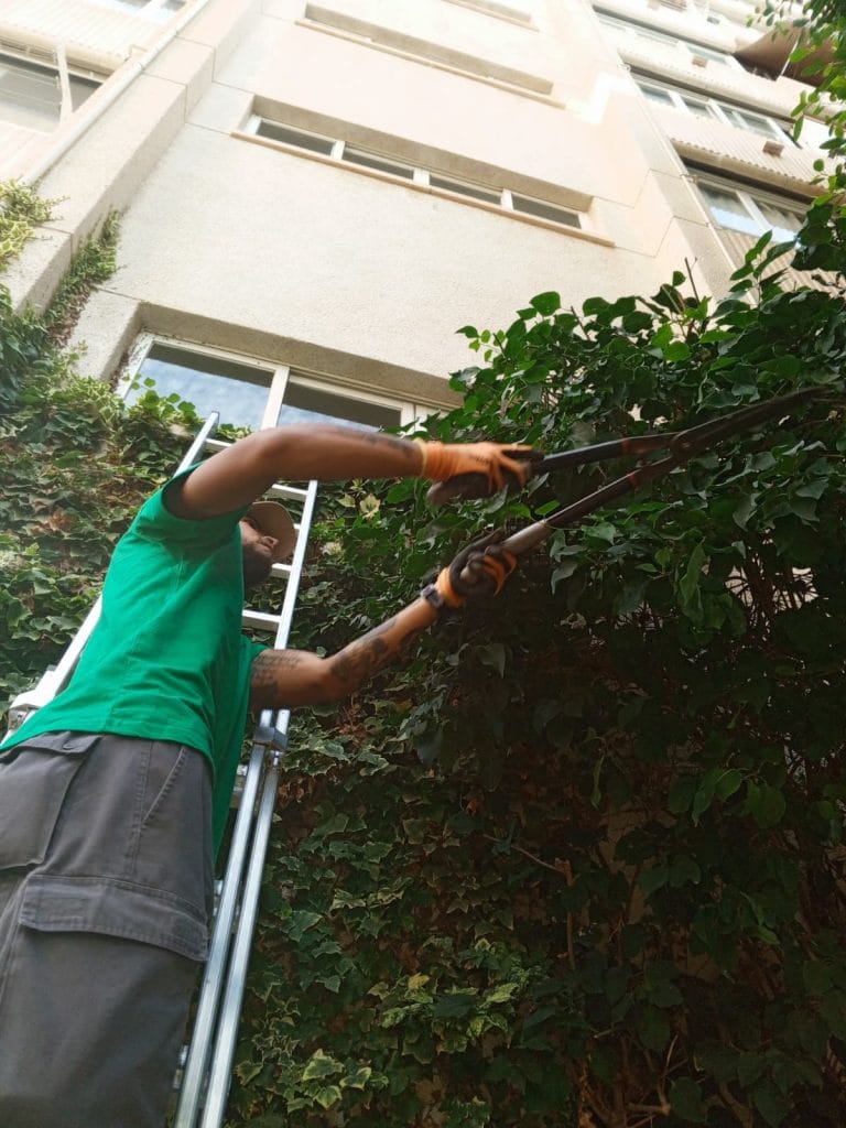 poda de arbustos y setos en Alicante