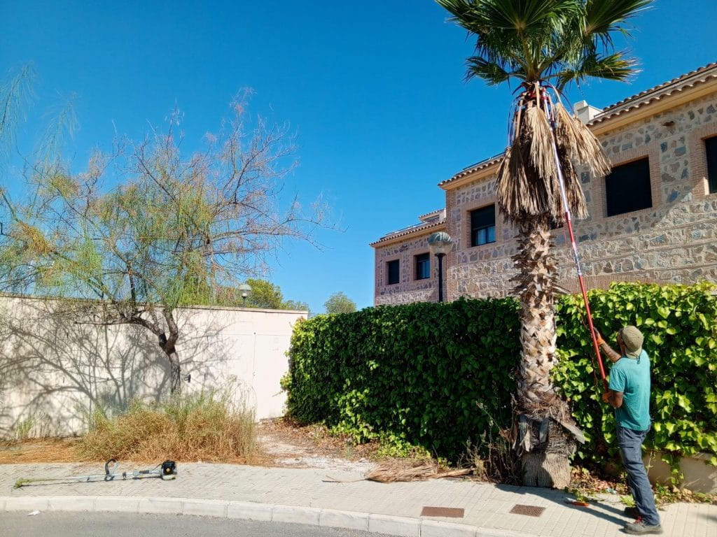 poda de palmeras en Alicante