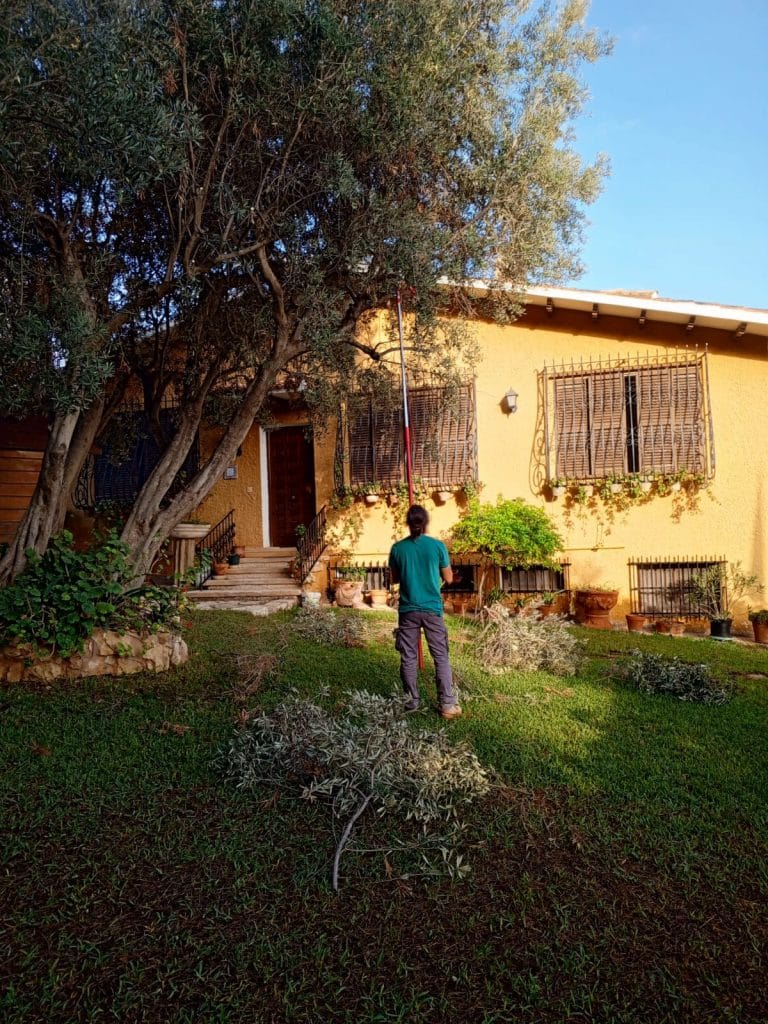 tala de árboles en Alicante