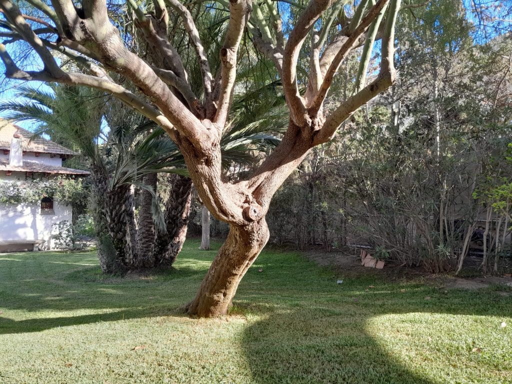 tala de árboles en Alicante