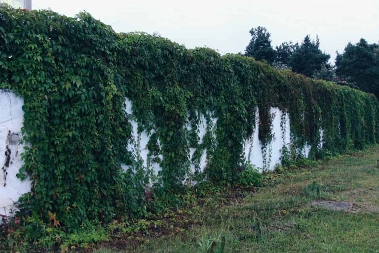 cómo decorar una valla de jardín