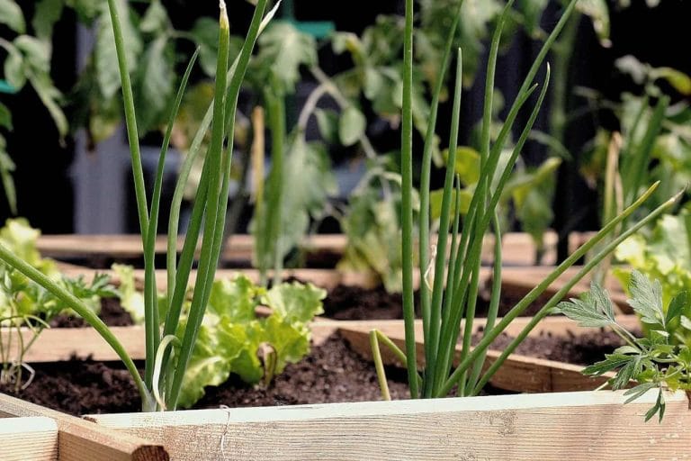 cómo hacer un huerto en el jardín