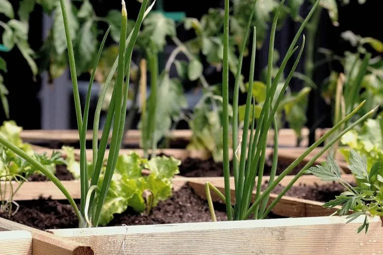 cómo hacer un huerto en el jardín