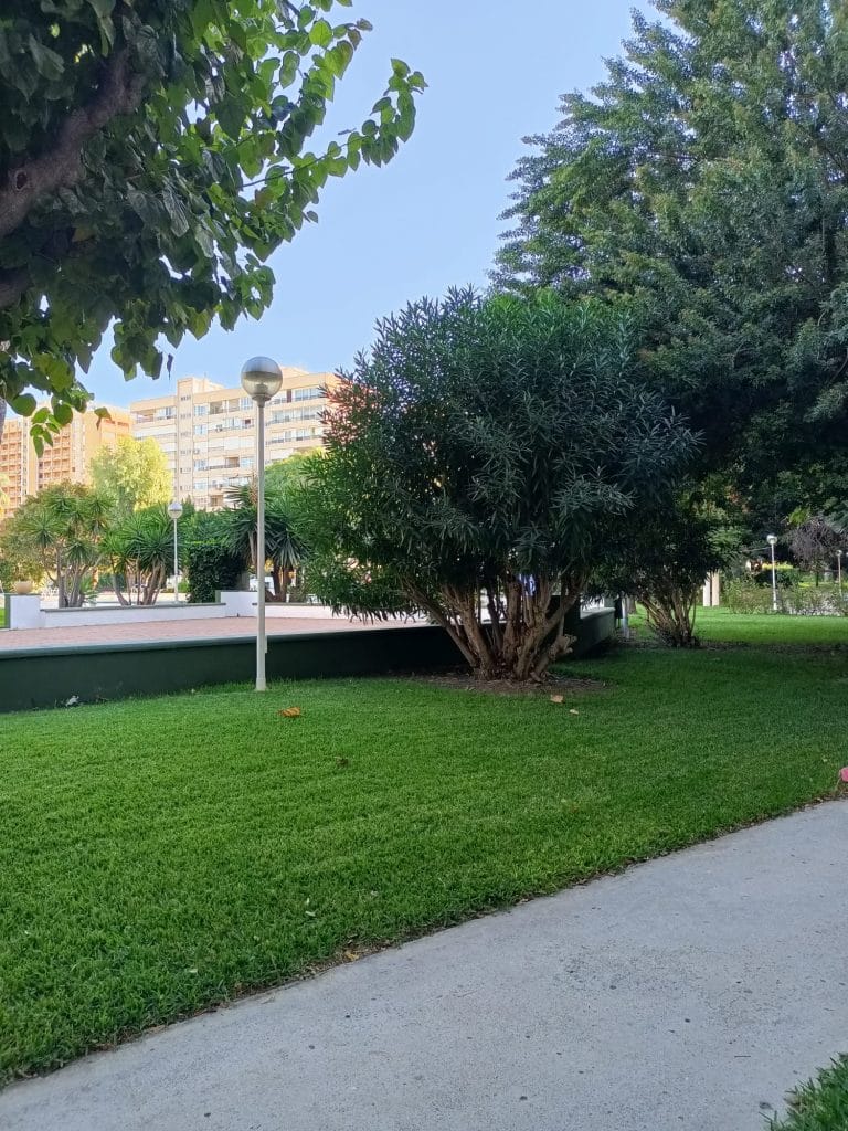 limpieza de parque en Alicante