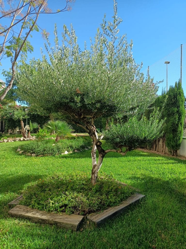 poda de arbustos en Alicante