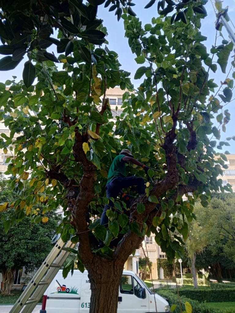 poda en altura en Alicante