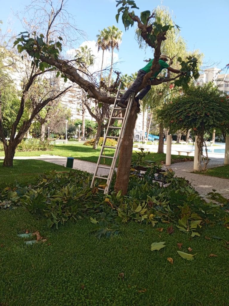 tala de árboles en Alicante