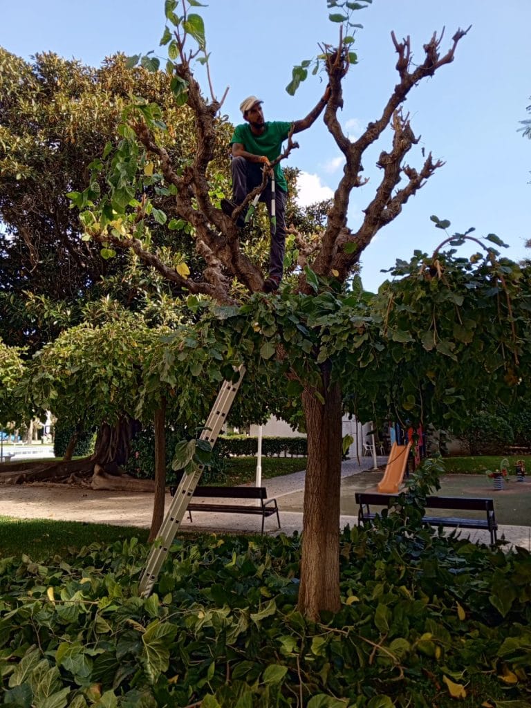 tala de árboles en Alicante