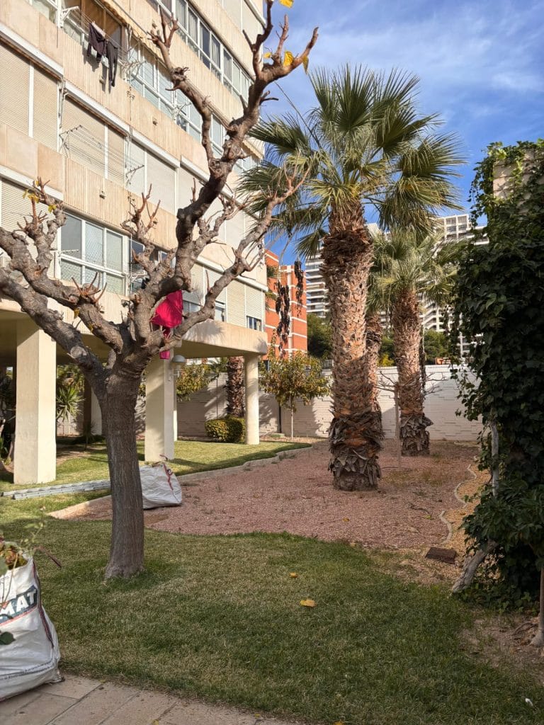 tala de árboles en Alicante