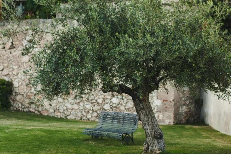 cuándo podar un olivo de jardín